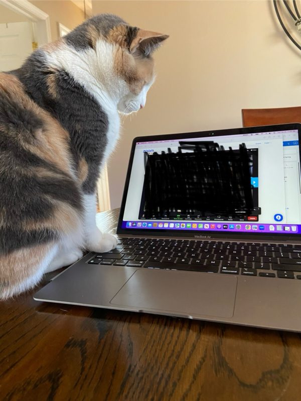 cat by computer.