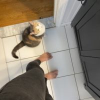 cat on bathroom floor.