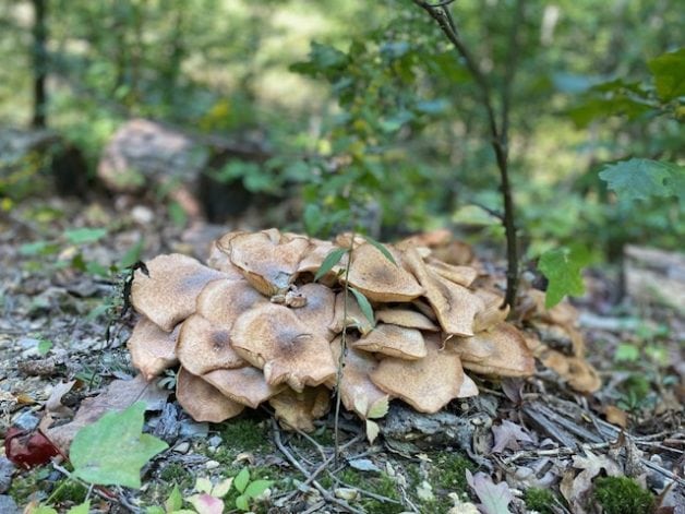 mushrooms in the woods.