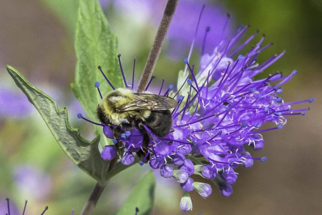  bee on flower.