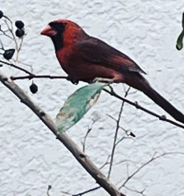 red cardinal.