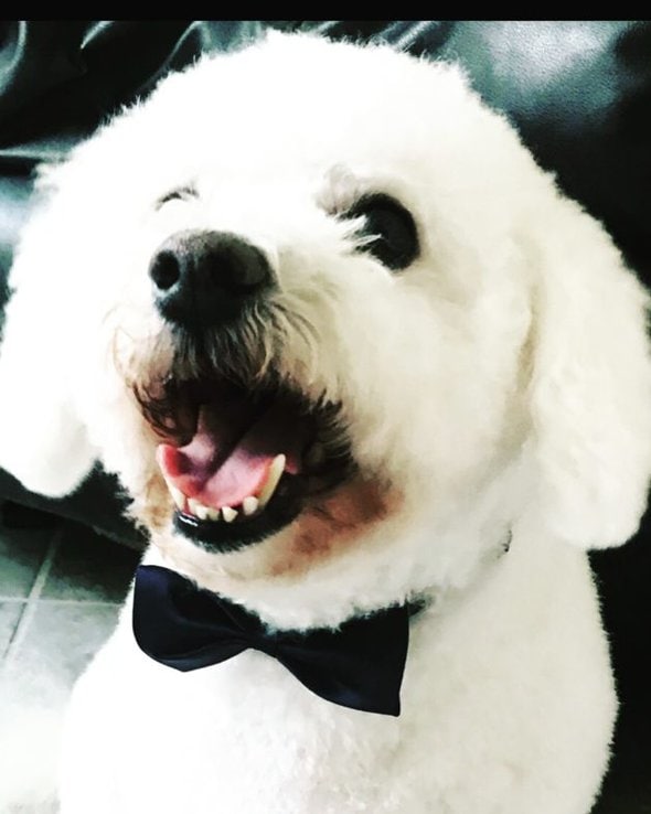 white dog wearing a bow-tie.