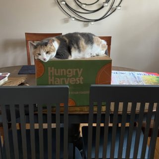 cat on hungry harvest box.