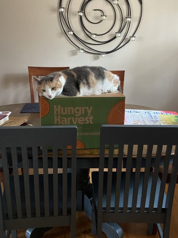 cat on hungry harvest box.