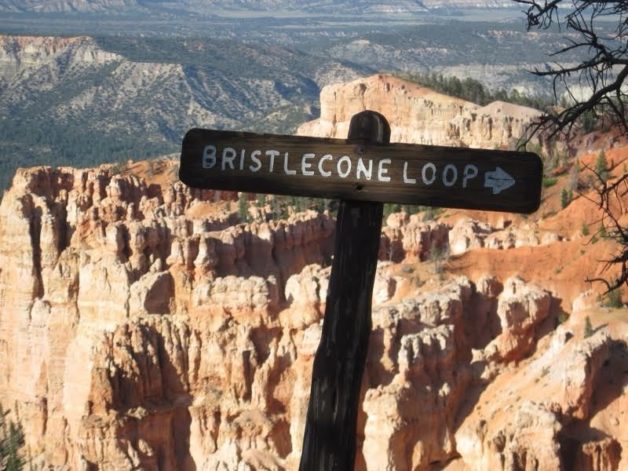 bristlecone loop sign.