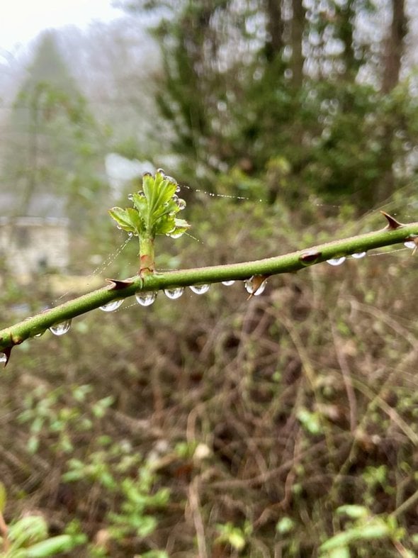 raindrops on branch.