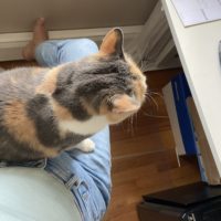 cat on lap.