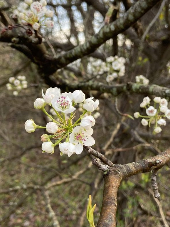 blossom on a tree branch.