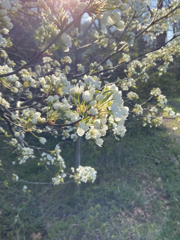 blossom on tree in spring.