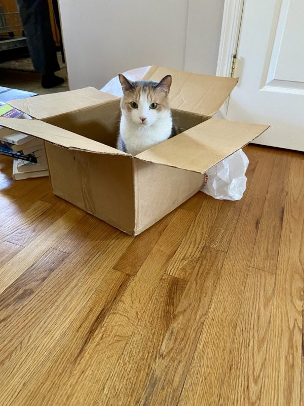 cat in box.