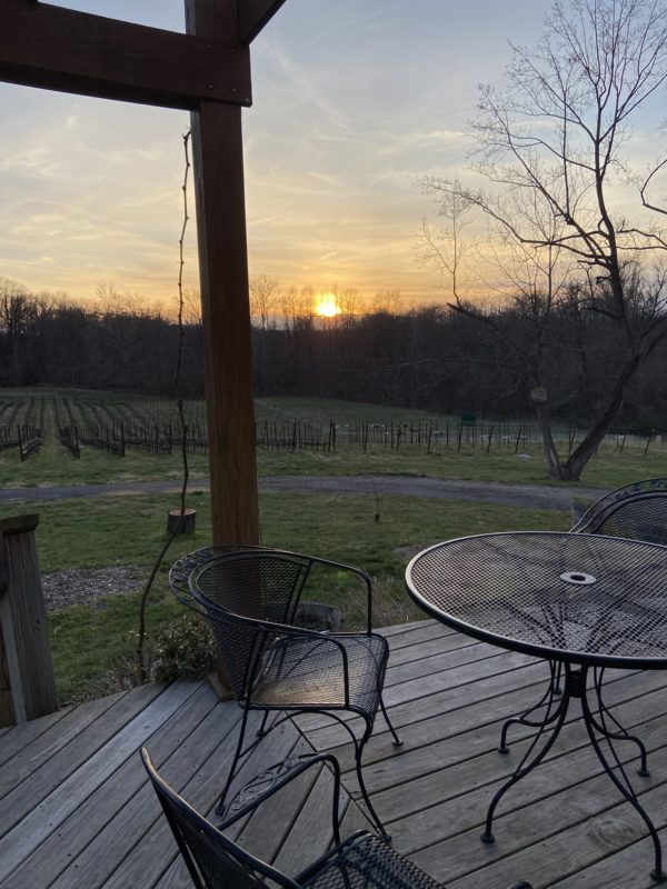 sunset over a vineyard.