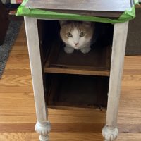 cat in a nightstand.