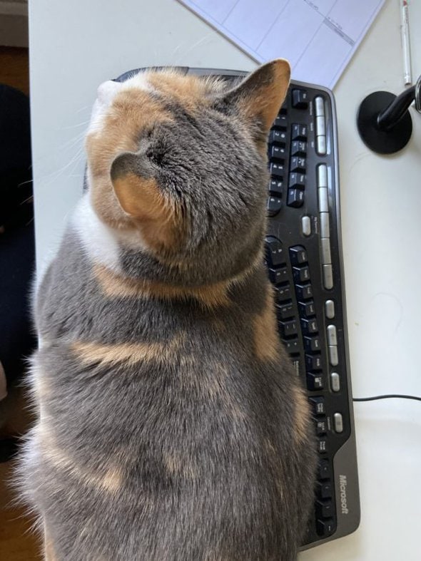 cat on keyboard.