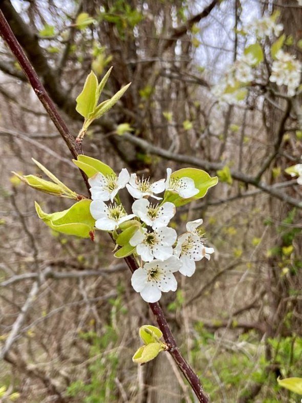 tree blossom.