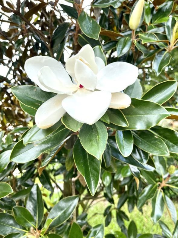 magnolia blossom.