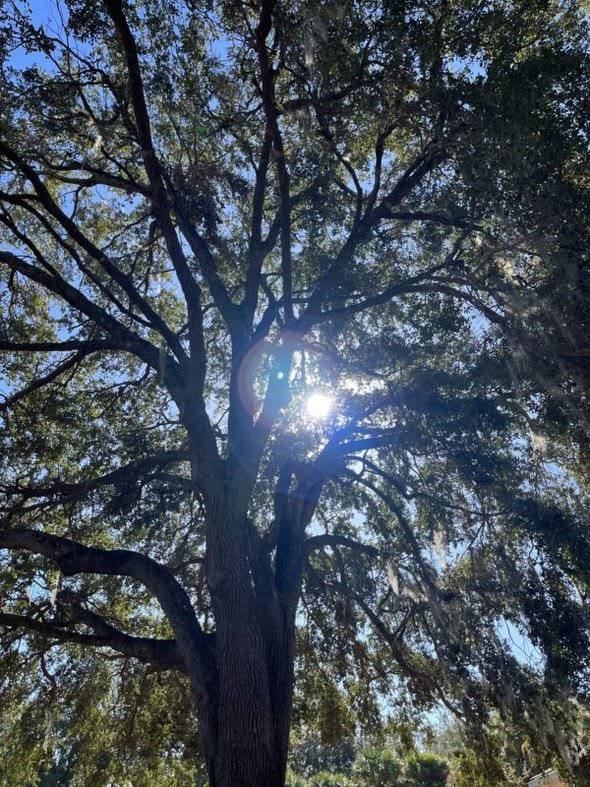 tree with sunlight shining through.