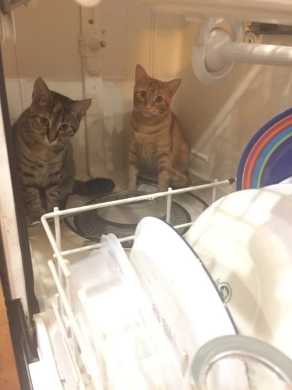 cats in a dishwasher.