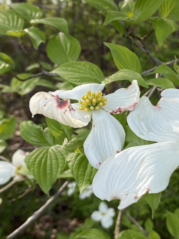 white dogwood flowers.