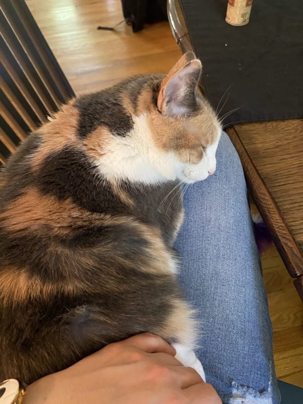 cat sleeping on lap.