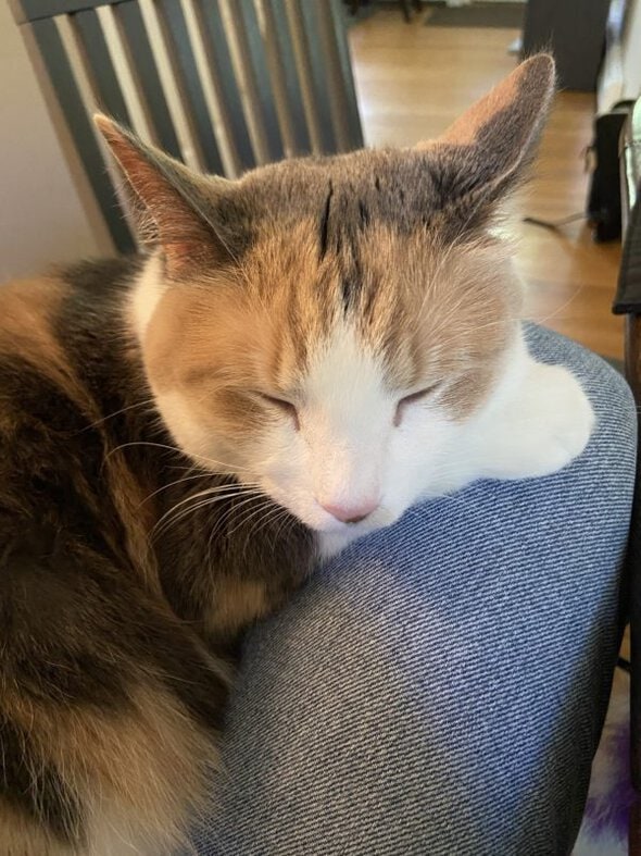 calico cat sleeping.