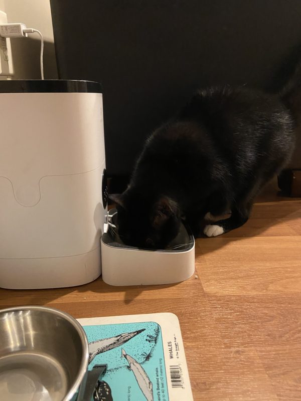 black cat eating kibble.