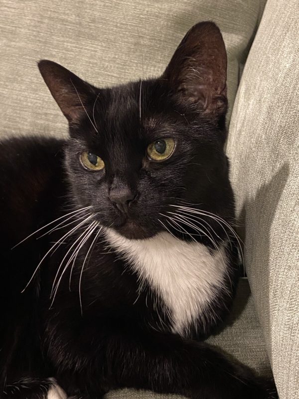 tuxedo cat.