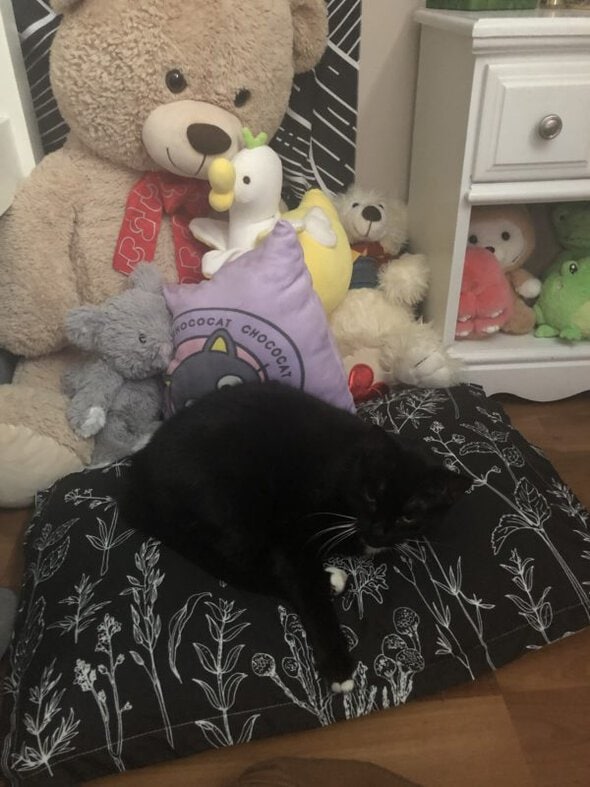 cat on a black pillow.