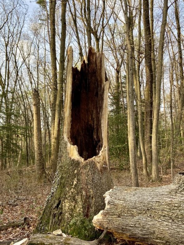 hollow tree trunk.