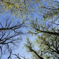 green leaves on trees.