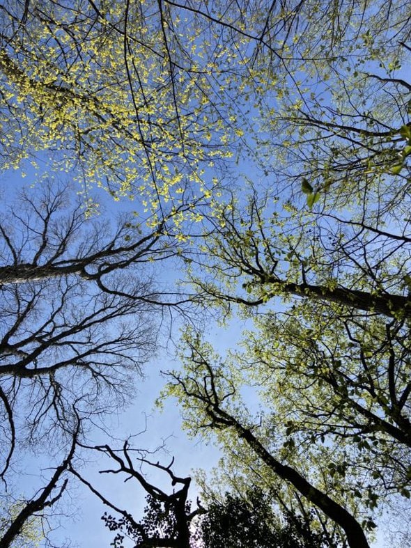 green leaves on trees.
