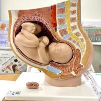 model of pregnant belly.
