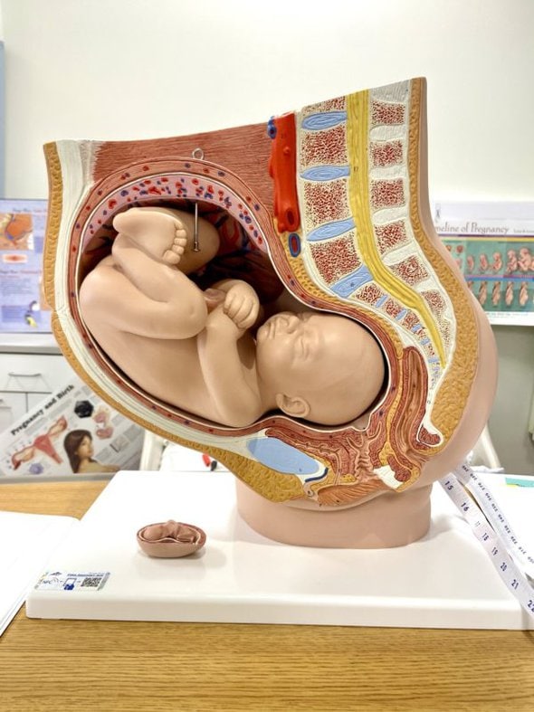 model of pregnant belly.