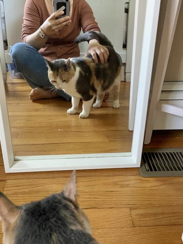 cat in mirror.