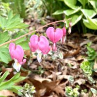 heart shaped pink flowers.