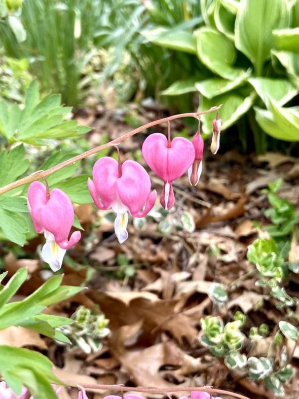 heart shaped pink flowers.