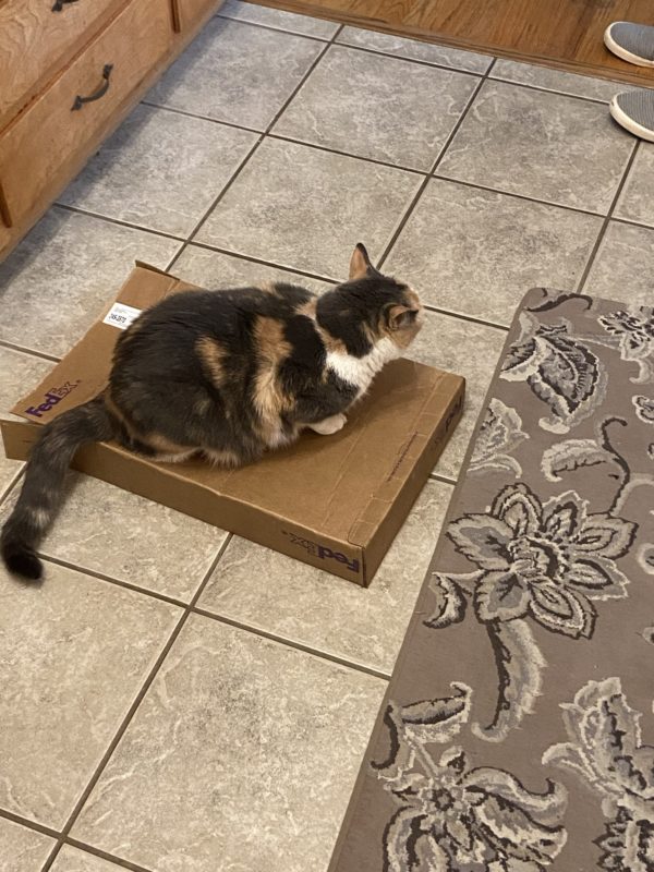 cat on box.