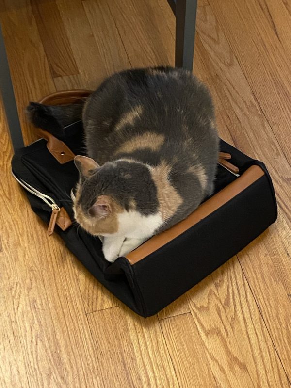 cat on bag.