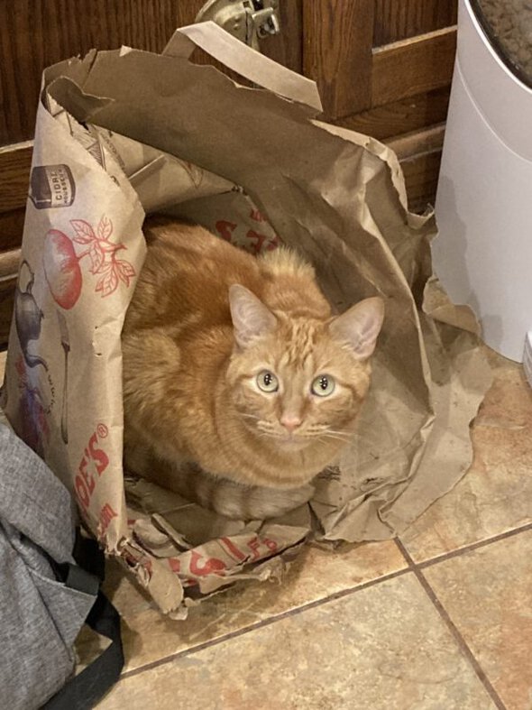 orange cat in a grocery bag.