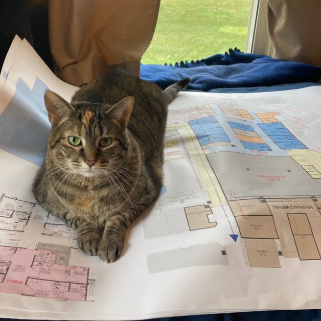 cat sitting on a house plan.