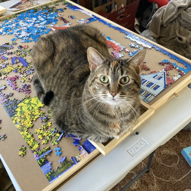 cat on a puzzle.