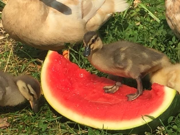 duck on watermelon.