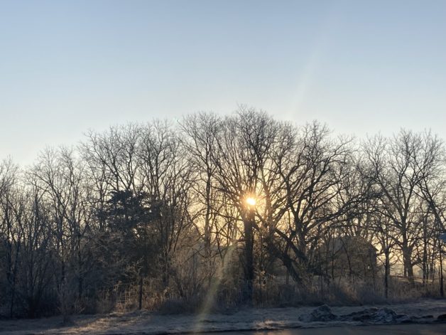 winter sun shining through bare trees.