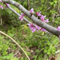redbud flowers.