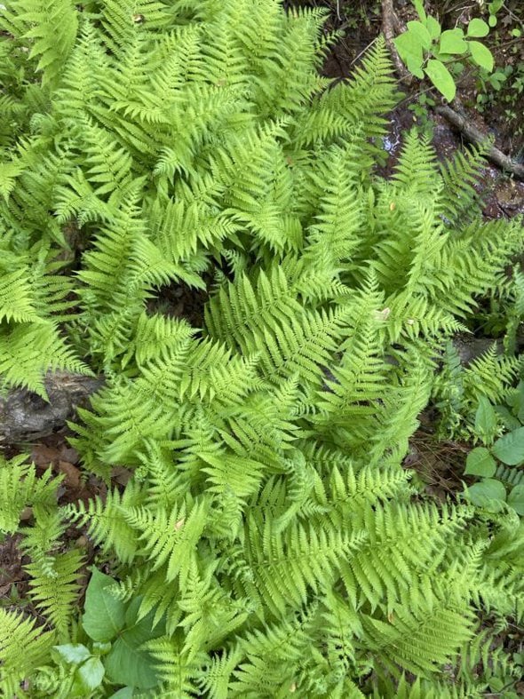 green ferns.