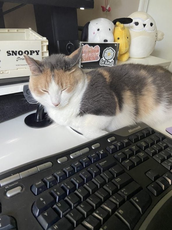 cat on desk.