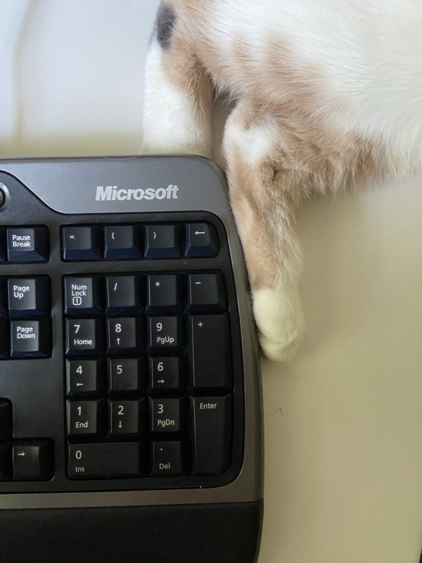 cat foot by keyboard.