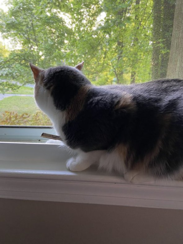 cat in window.