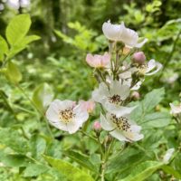 pink and white blossoms.