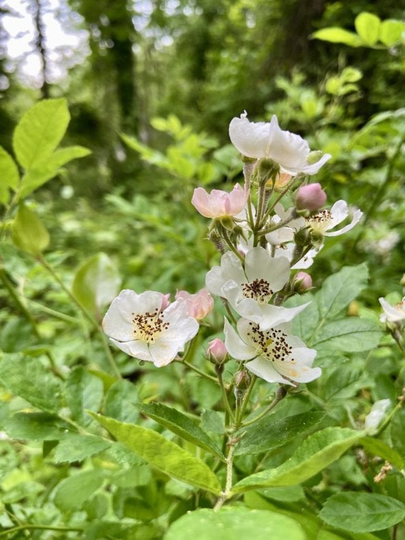 pink and white blossoms.
