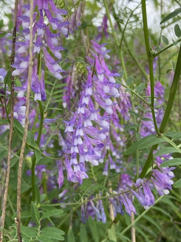 small purple flowers.